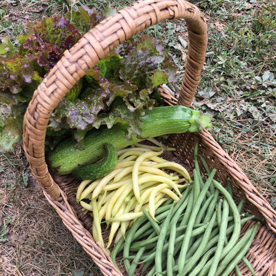 Potager, Gap, Hautes-Alpes, récolte, haricots, courgette, salade