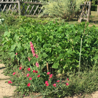 Potager, Gap, Hautes-Alpes, plants, haricots