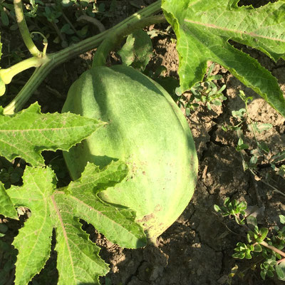 Potager, Gap, Hautes-Alpes, plants, courge