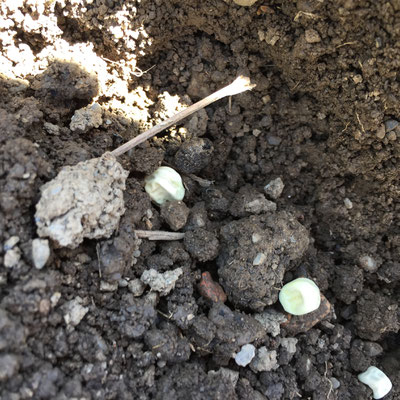 potager, printemps, semis, pois, germinance, hautes-alpes, gap