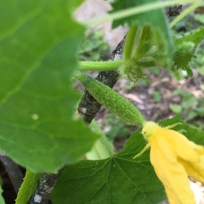 Potager, Gap, Hautes-Alpes, plants, cornichons