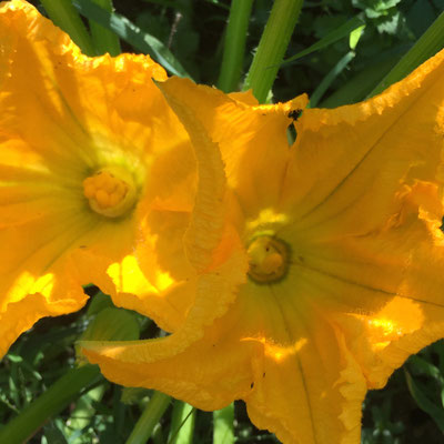 Potager, Gap, Hautes-Alpes, fleurs de courgettes