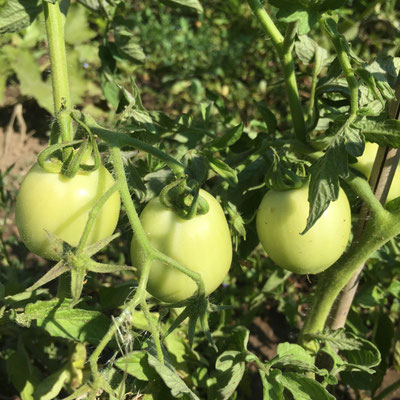 Potager, Gap, Hautes-Alpes, plants, tomates