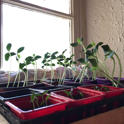 printemps, semis, pois, germinance, hautes-alpes, gap