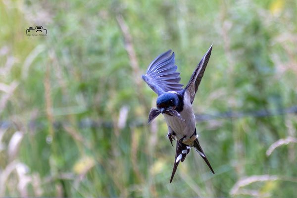 Foto: Holger Hansen
