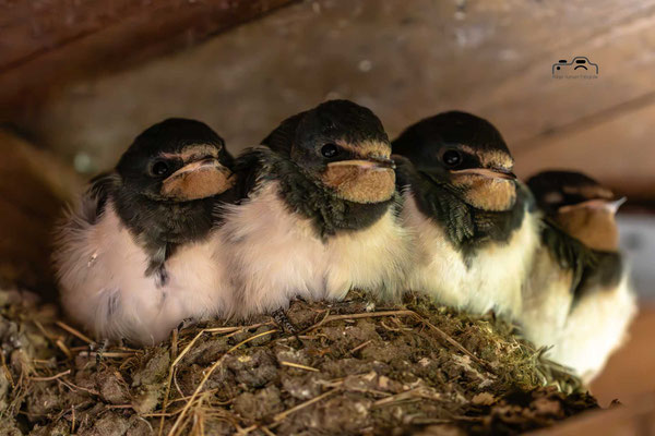 Foto: Holger Hansen