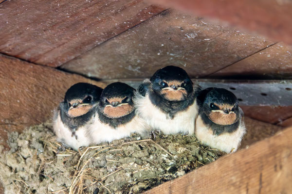 Foto: Mark Kröplin