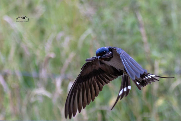 Foto: Holger Hansen