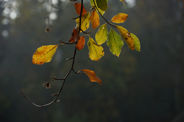 Foto: Inga Habenicht