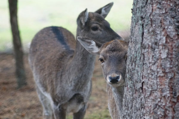 Foto: Birgit Martensen