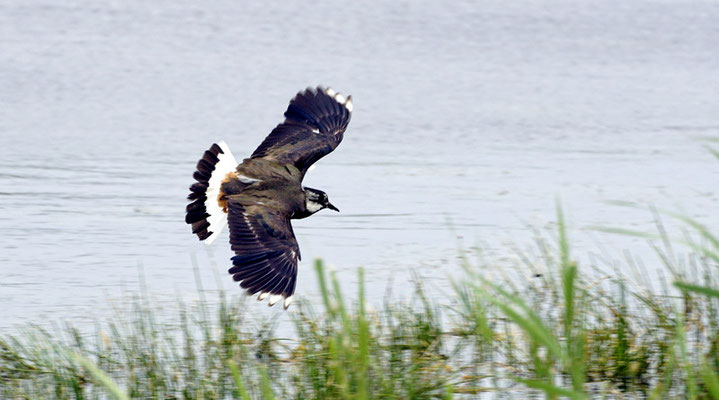 Foto: Ralf Steinkat