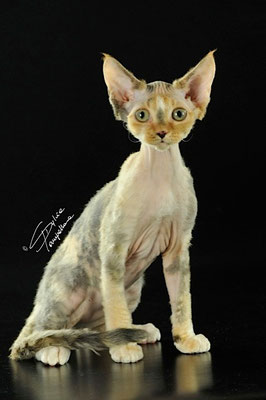 Molly - now in the U.S.A. with the breeder Diane Jackson