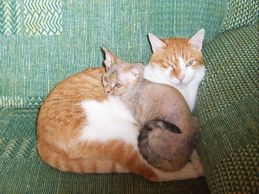 Maya vive a Pinerolo con il suo inseparabile amico Romeo, un  gattone bianco e rosso dal cuore bianconero!
