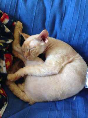 Yoda cerca di realizzare un cerchio perfetto a Roma, dove vive con un veterinario e la sua famiglia