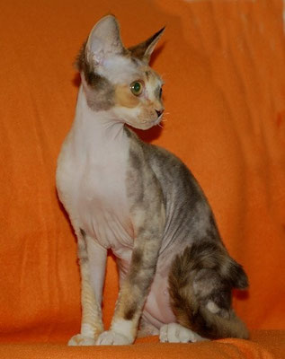 Molly (California)