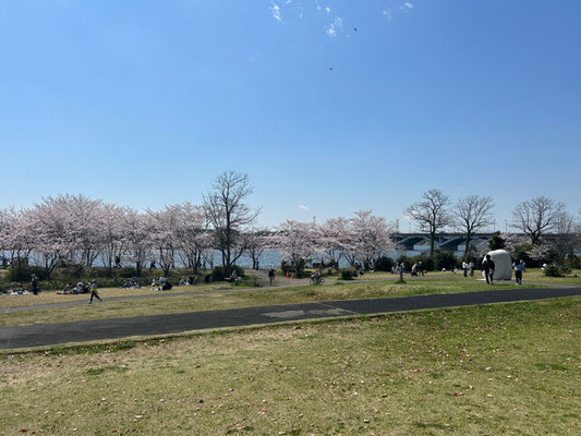 米舞亭のテラス席から見える桜並木