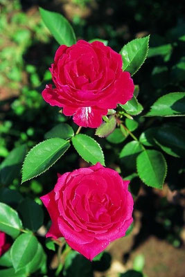 Sprayrose Red Diadem
