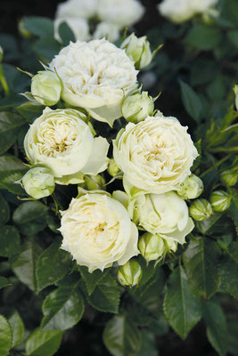 Blanchette