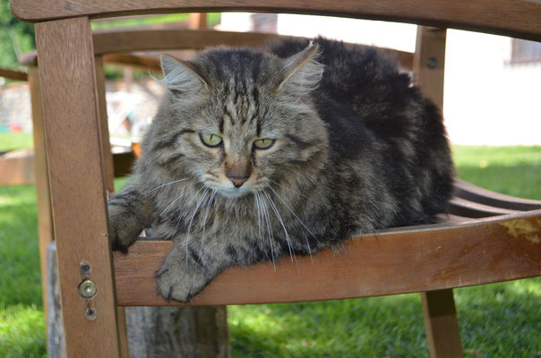 Tigre 
