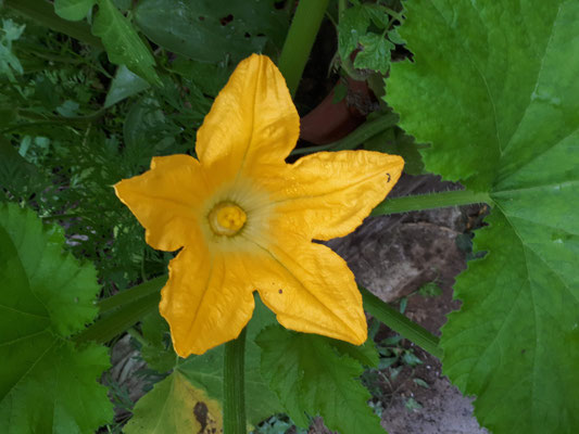 Ed arrivano i primi fiori al sinergico dell'agriturismo Casa al Fiume