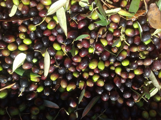 Olive