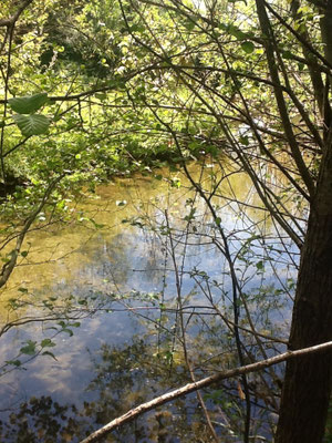 Il torrente Ciuffenna
