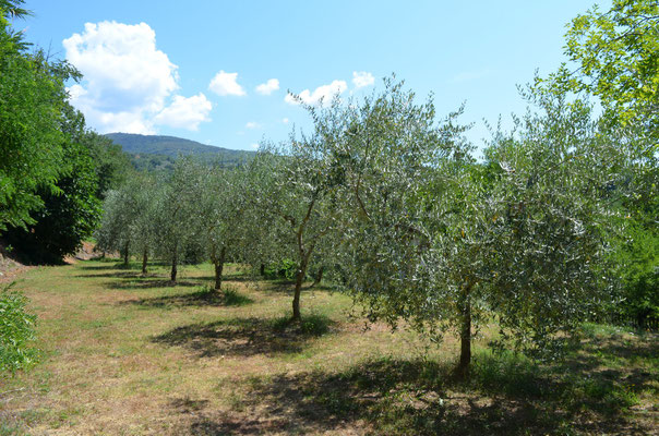 L'oliveta