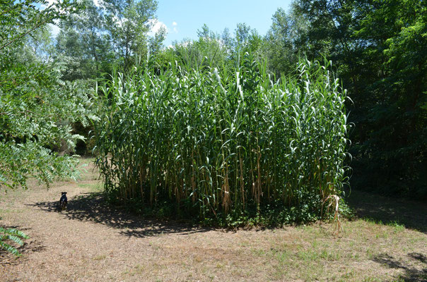 Il canneto