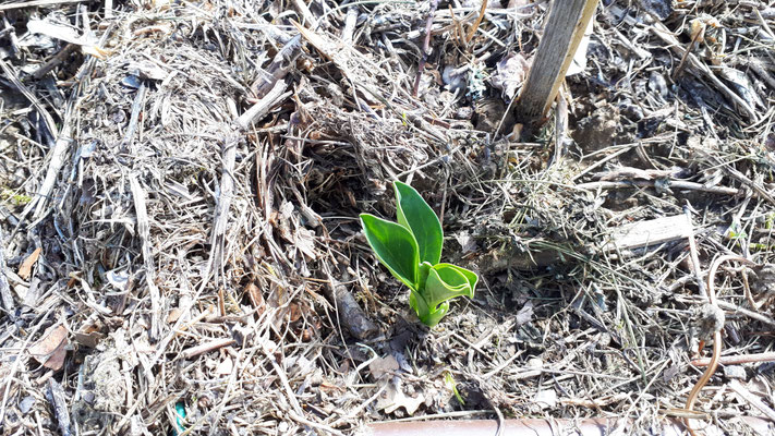 Sbucano le prime piantine dopo l'inverno