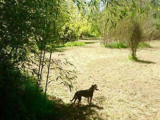 Il parco lungo il torrente Ciuffenna con Nana