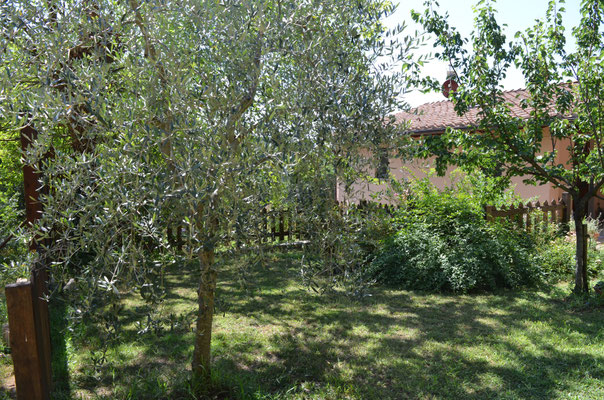 Olivi