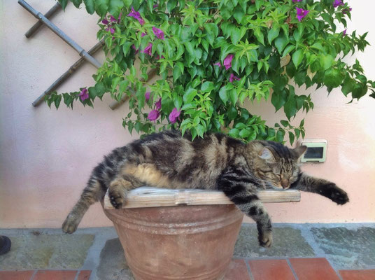Tigre