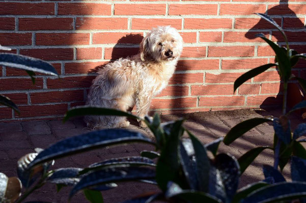 Lester in den ersten Sonnenstrahlen am Tag