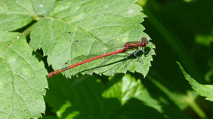 Adonislibelle