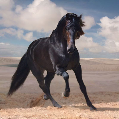 荒野の馬 Wilderness Horse 2014