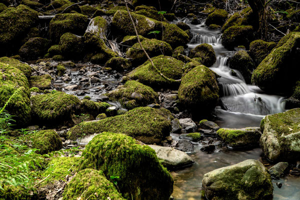 Buckland-on-the-moor I
