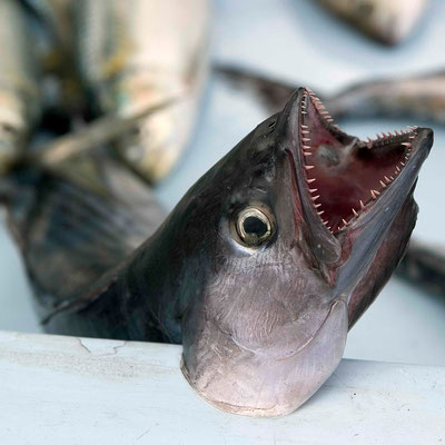 Poisson I