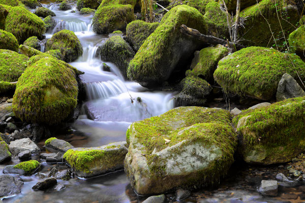 Buckland-on-the-moor II