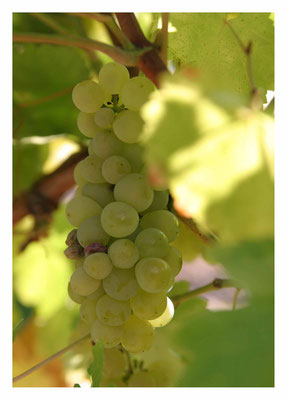 Wein