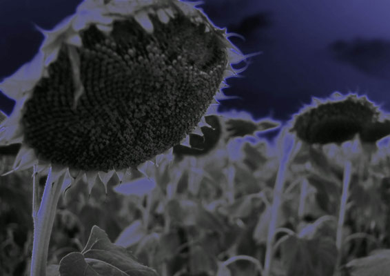 Tournesol