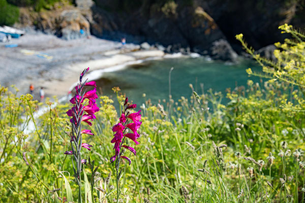 Cadgwith, Beach in the Background