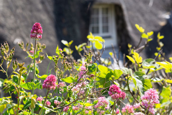 Greenery in Cadgwith