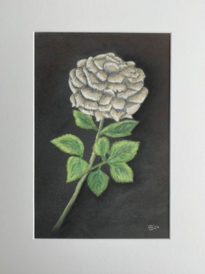 fertiggestellt 2024 - Titel: weiße Rose - Größe: 30 x 40 cm mit Passepartout im Rahmen - Preis 110,00 €