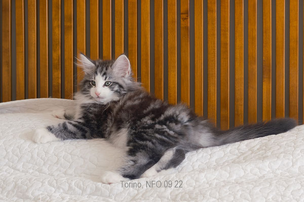 Torino, macho azul, silver