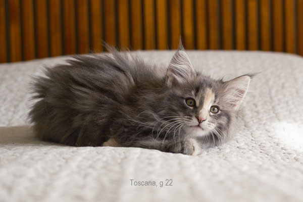Toscana, hembra tortuga