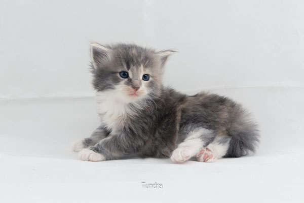 Tundra, hembra