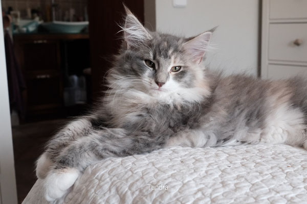 Tundra, gata tortuga tricolor
