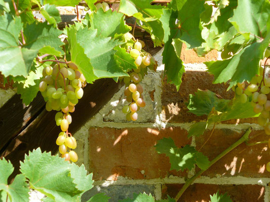 Wein vor Fachwerk