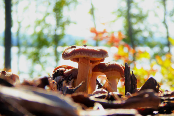 Mushroom at your home. Mushroom area directly at your house