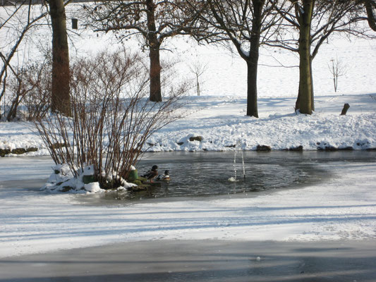 Winter 2010 am Teich  Bilder: Irene Goll